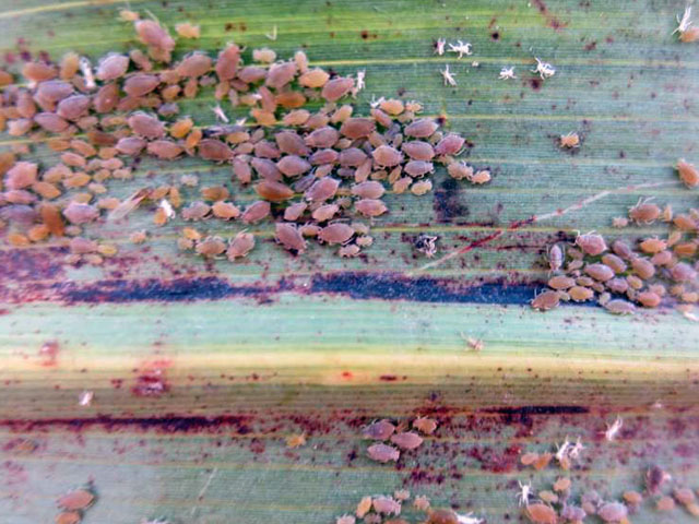 A tiny insect of unknown origin is posing a serious threat to the billion-dollar Texas grain sorghum crop, according to Texas A&amp;M AgriLife Extension Service experts. (AgriLife Extension photo by Dr. Raul Villanueva)